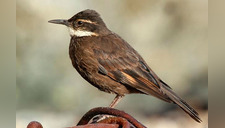 Conoce a las 15 aves peruanas que podrían extinguirse este 2019 [FOTOS]