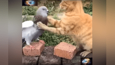 Pelea a muerte entre gato y paloma se vuelve viral, final enterneció al mundo [VIDEO] 