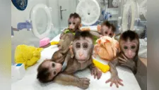 Científicos chinos clonan cinco monos para estudiar trastornos psicológicos 