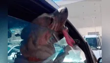 Denuncian encierro de perro en un auto a más de 37 grados [VIDEO]