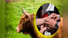 Sujeto es detenido por supuestamente llevar esperma de toro como contrabando [FOTO]