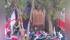 Chica “adicta al selfie” se cuelga de la trompa de elefante y desata el caos [VIDEO] 