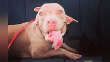 Encuentran a perro callejero con una segunda boca en la oreja [Fotos]