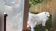 Una gata aún visita la casa de su 'mejor amiga' sin saber que falleció hace más de un año [FOTOS] 