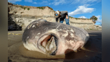 Hallan gigantesco y extraño pez nunca antes visto en una playa de California [VIDEO Y FOTOS]