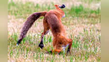 Fotógrafo capta peculiar forma de cazar de un zorro [FOTOS]
