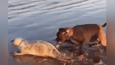 Perro ataca a una foca en playa y dueña no para violencia [VIDEO]