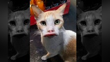 Gato es blanco de memes por sus labios hinchados [FOTOS]