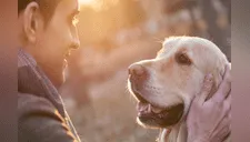 Estudio señaló que las personas sienten más empatía por los perros que por los humanos