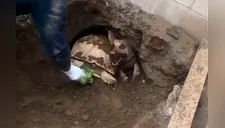 Bomberos utilizan lechuga para rescatar a perro atascado por tortuga [VIDEO]