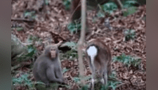 Captan el insólito momento en un macaco intenta aparearse con una cierva [VIDEO]