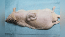 Científica crea oreja en el cuerpo de una rata y se la implanta a un niño [FOTOS] 