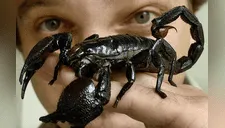 ¿Por qué el veneno de escorpión es el más caro del mundo? Experto revela precio [VIDEO] 