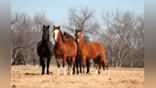 Estados Unidos ofrece 1000 dólares por adoptar un caballo o un burro 