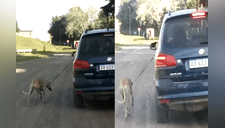 Hombre ata a su perro a un auto en movimiento y causa indignación en redes sociales [VIDEO]