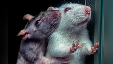 Científicos descubren que las ratas tienen su propio idioma 