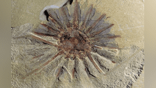 Hallaron criatura marina de hace 520 millones de años y su aspecto atemoriza [FOTOS]