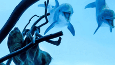 Delfines se emocionan al ver un oso perozoso en acuario (VIDEO)