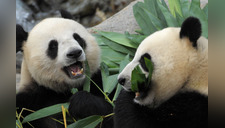 Coronavirus: Pandas de zoológico procrean durante la cuarentena tras 10 años de intentos fallidos