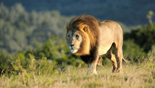 Turistas captan el preciso instante en que un león joven es expulsado de la manada por el león dominante (VIDEO)