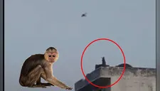 Viral: Un mono es captado en vídeo volando una cometa durante la cuarentena por coronavirus