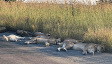 Coronavirus: Leones se echan a dormir en plena carretera por ausencia de turistas (FOTOS)