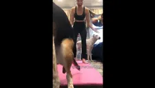 Mujer se graba haciendo yoga, su perro se detiene en frente de la cámara y sucede algo muy inesperado (VIDEO)