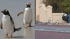Coronavirus: Pingüinos pasean en calles sudafricanas durante cuarentena (VIDEO)