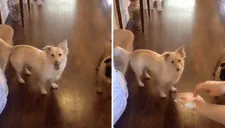 Perro sordo se entera con lenguaje de señas que saldrá a pasear y su reacción se vuelve viral (VIDEO)