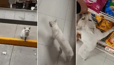 Conejo, el gato que "extorsiona" a clientes de una tienda para que le compren comida (VIDEO)