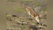 Cabras montesas aprovechan ausencia de gente y se pasean por las calles de España (VIDEO)