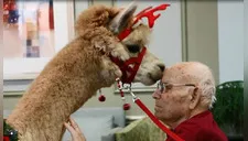 Un grupo de alpacas realiza visitas a asilos de ancianos durante cuarentena (VIDEO)