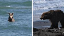 Alce se mete al océano para evitar ser cazado por un oso (VIDEO)