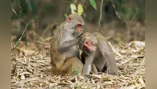Monos roban muestras de sangre infectada con coronavirus