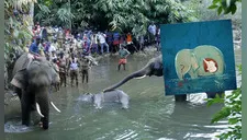 Indignación en redes sociales por elefante preñada que murió tras comer fruta con explosivos regalada por pobladores (Vídeo)