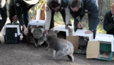 Koalas evacuados por incendios forestales en Australia regresan a su hábitat (VIDEO)