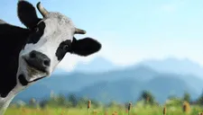¡La reportera no se lo podía creer! Rebaño de vacas invade informe meteorológico en vivo (VIDEO)