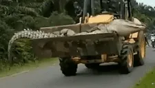 Capturan cocodrilo gigante de más de 4 metros que tuvo que ser traslado con una excavadora (VIDEO)