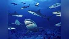 ¿Hacen amigos? Equipo de biólogos descubre que los tiburones son capaces de establecer vínculos duraderos