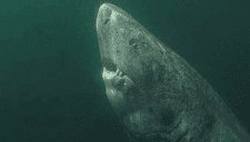 ¡Podría superar los 500 años de vida! Este tiburón es el vertebrado más viejo que se conoce hasta ahora (VIDEO)