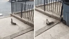 ¡Se la quiso comer! Traseúntes neoyorquinos quedan atónitos tras ver el ataque de una rata a una paloma (VIDEO)