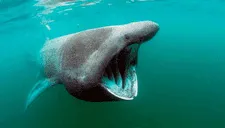 ¡Ni en tus peores pesadillas! Nada en aguas turbias y se topa cara a cara con un gran tiburón (VIDEO)