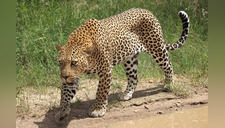 ¡Servicio con susto incluido! Leopardo es captado cazando entre comensales de un restaurant (VIDEO)