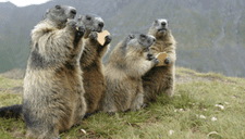 ¡Sorprendente hallazgo! Científicos descubren que las marmotas se comunican y tienen sus propios dialectos
