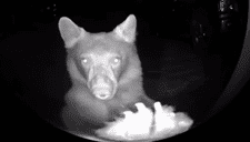 ¿También se divierten? Un oso es captado "jugando al tocatimbres" y sorprende a usuarios de Internet (VIDEO)