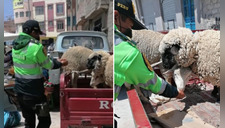 Policía lleva agua en sus manos a ovejas amarradas que estuvieron horas bajo el sol