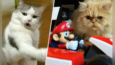 Usuarios muestran cómo sus gatos reaccionan al Mario Kart Live: Home Circuit (VIDEOS)