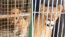 Zoológico en China reemplaza a un león por un perro golden retriever para exhibirlo (VIDEO)