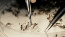 Empresa respaldada por Bill Gates libera millones de mosquitos modificados genéticamente