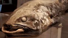 ¡Aparece “Pez fantasma”! Salen a la superficie peces de más de 400 millones de años